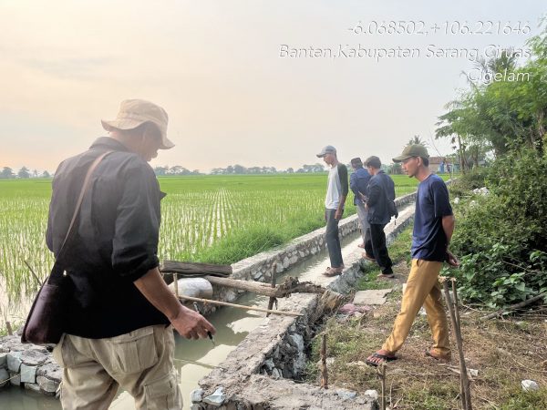 Program P3-TGAI di Desa Cigelam, Begini Tanggapan Petani