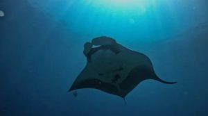 Peneliti: Inovasi teknologi dukung pelestarian pari manta