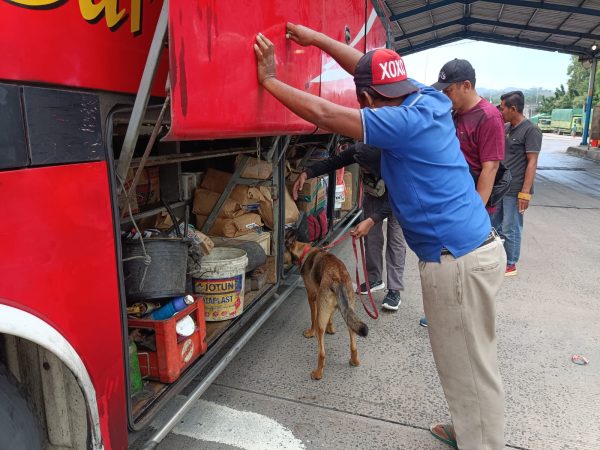 6 Anjing K9 Bantu Lacak Peredaran Narkoba di Pelabuhan Bakauheni, Ini Hasilnya