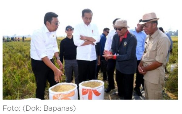 Resmi Berlaku, Harga Gabah Petani Dinaikkan Rp1.000/ Kg Mulai Hari Ini